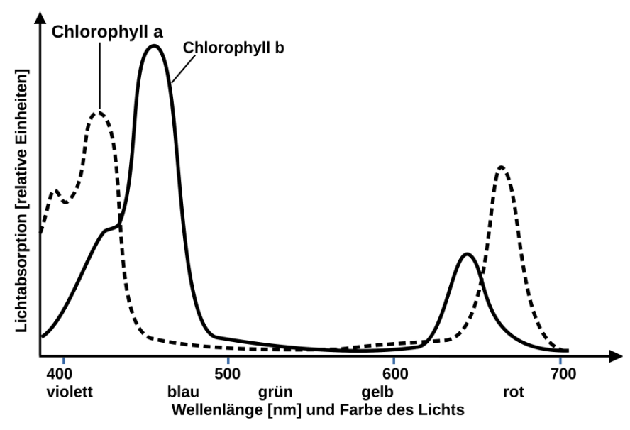 Diagramm zur Lichtabsorption von Chlorophyll a und b nach Wellenlänge